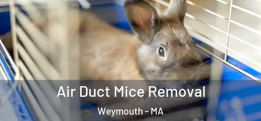  Air Duct Mice Removal Weymouth - MA